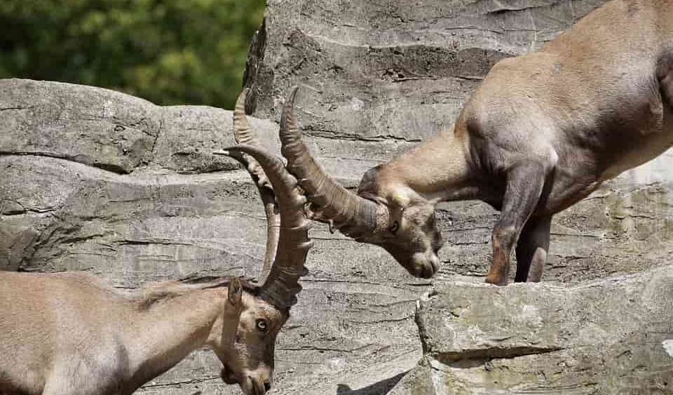 "Конкурентное право"